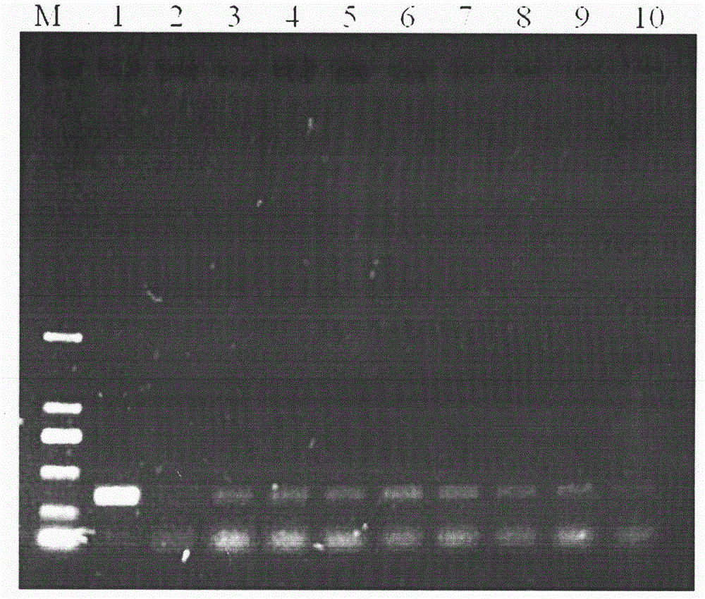 A detection kit and detection method for Fusarium wilt of cabbage