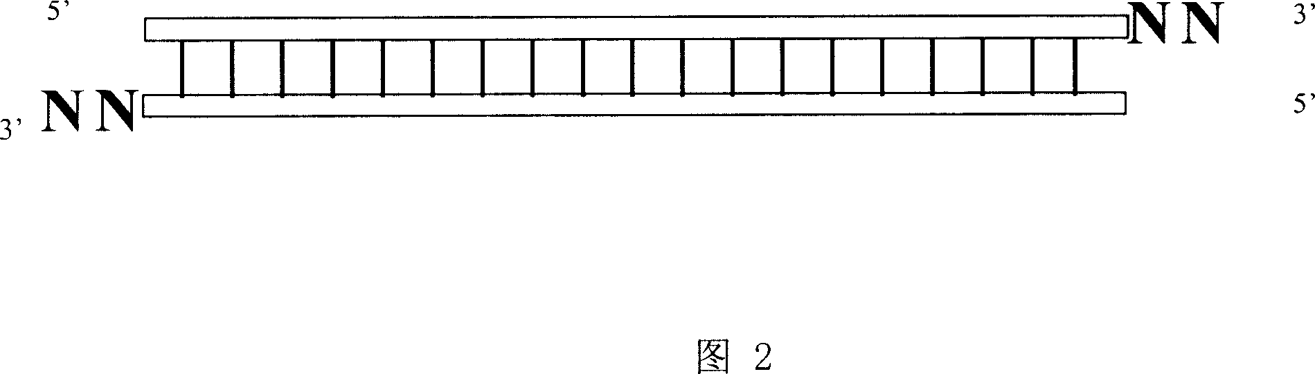 Two-chain small-molecular interference ribonucleic acid and its compination for treating preventing and treating AIDS