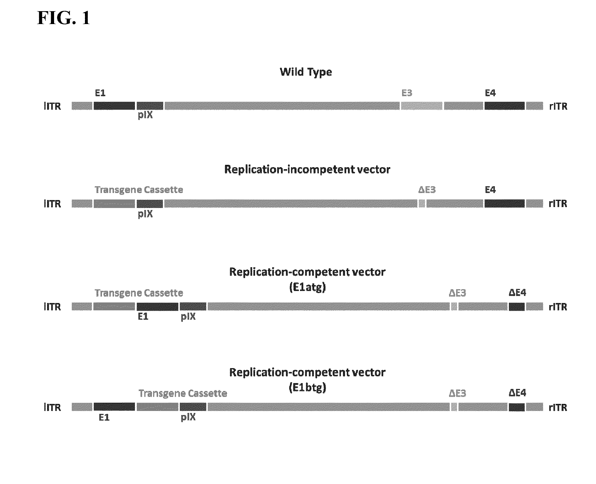 Replicating recombinant adenovirus vectors, compositions, and methods of use thereof