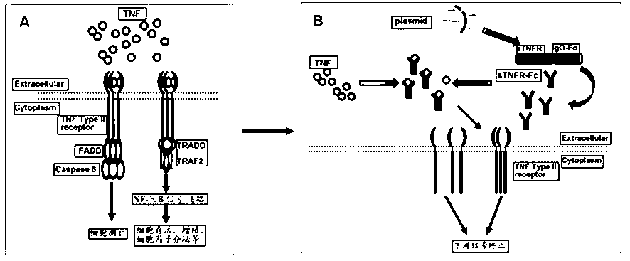 Ultrasonic microbubbles for treating arthritis and use thereof