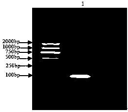 Screening method and application of aptamer for detecting acute promyelocyte leukemia