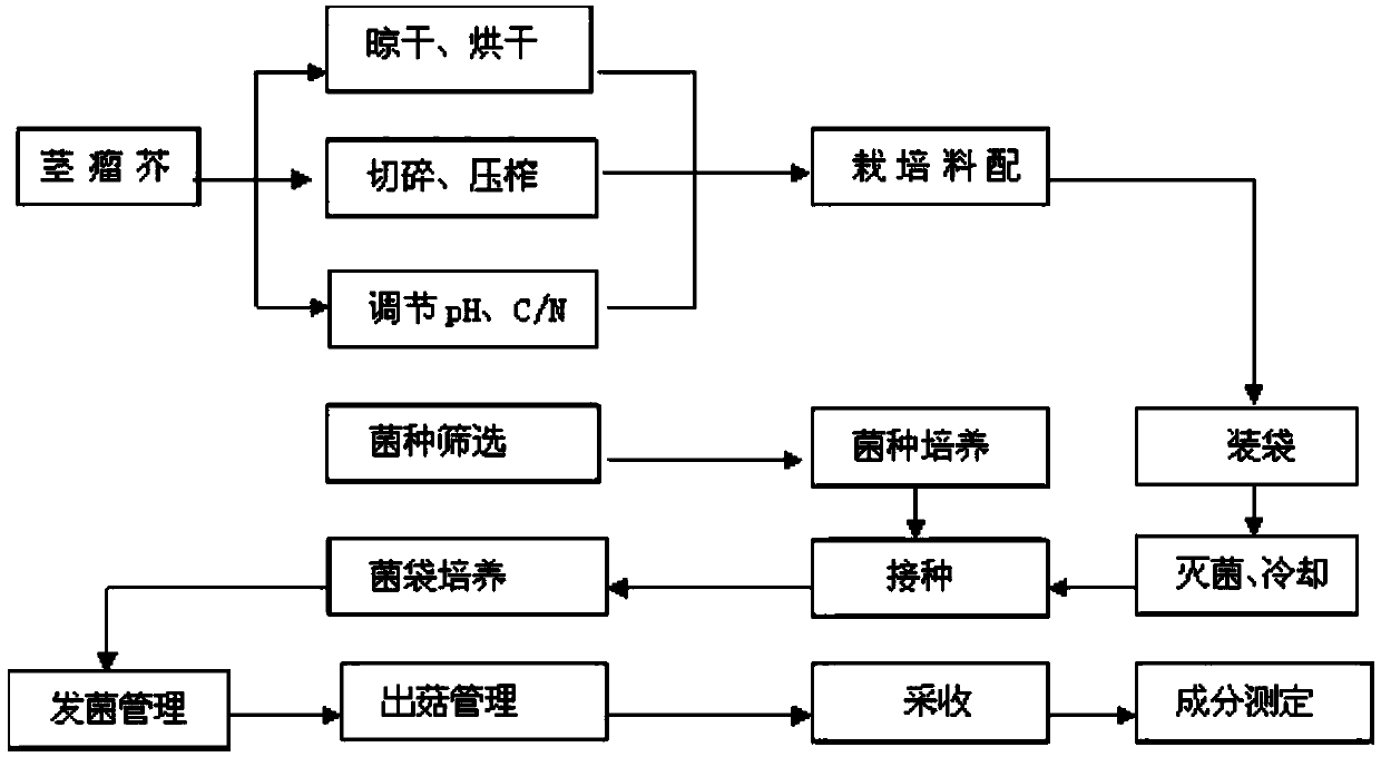 Method for cultivating oyster mushroom by using tumorous stem mustard leaves