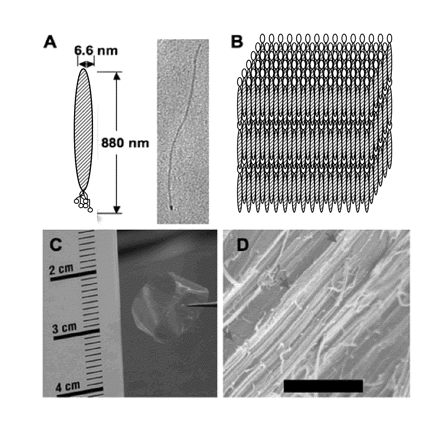 Recombinant Bacteriophages Useful for Tissue Engineering