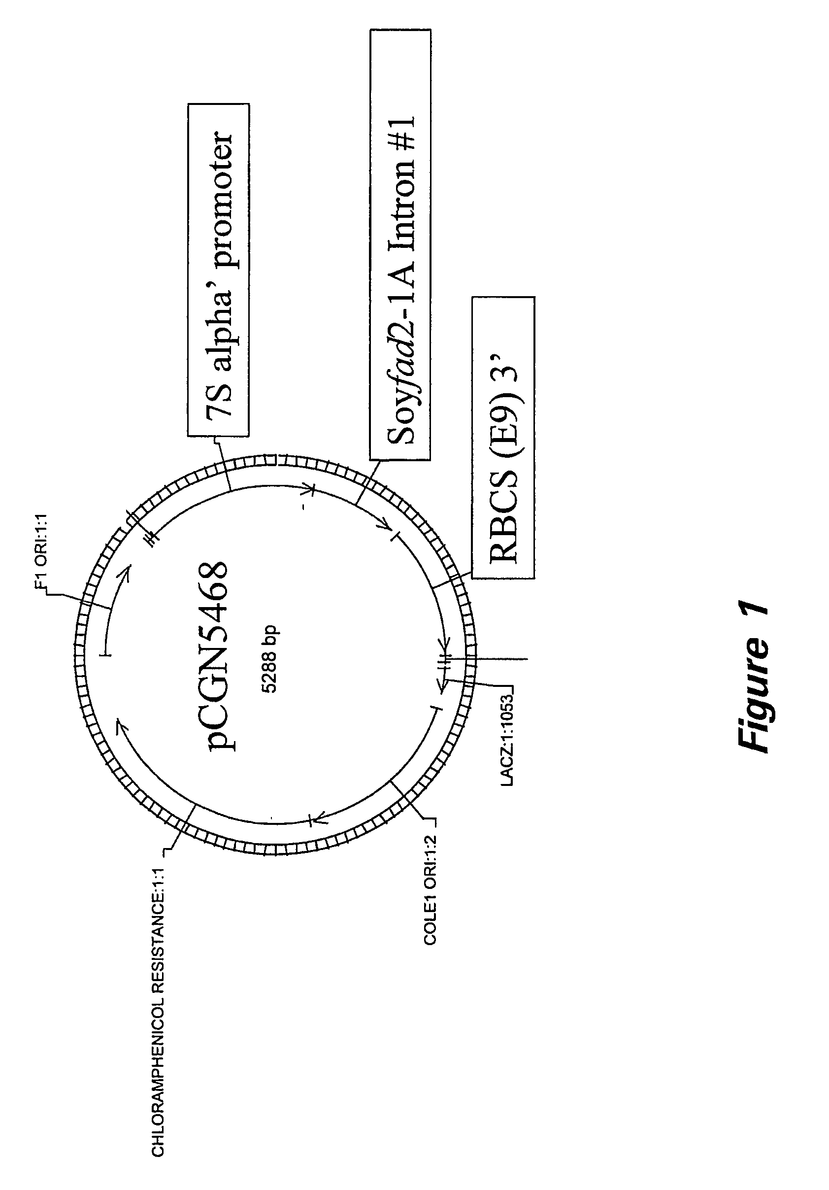 Nucleic acid sequences and methods of use for the production of plants with modified polyunsaturated fatty acids