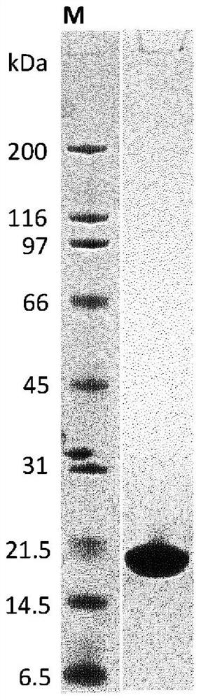 Recombinant FAP binding proteins and uses thereof