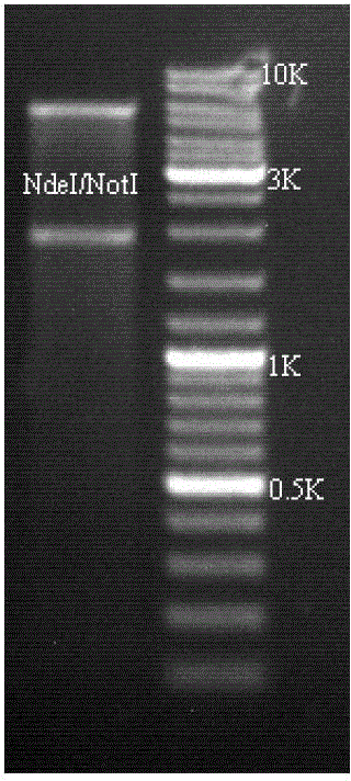 Green plant bug water-soluble trehalase, coding sequence, vector, strain and application