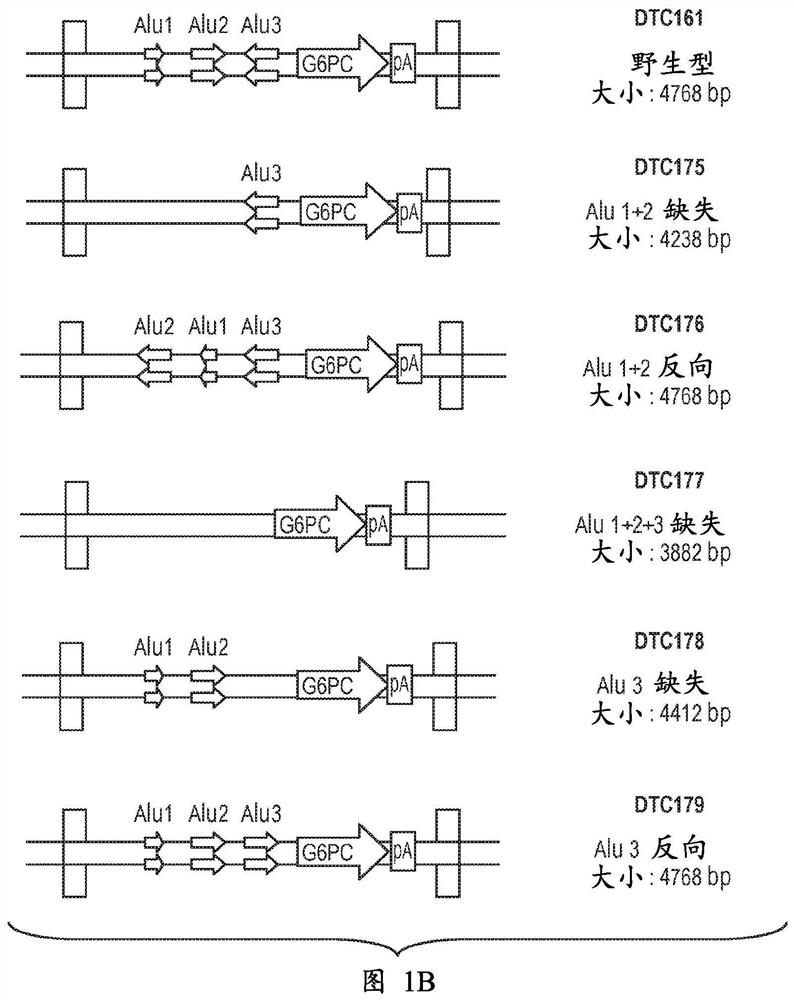 Methods and compositions for treating glycogen storage diseases