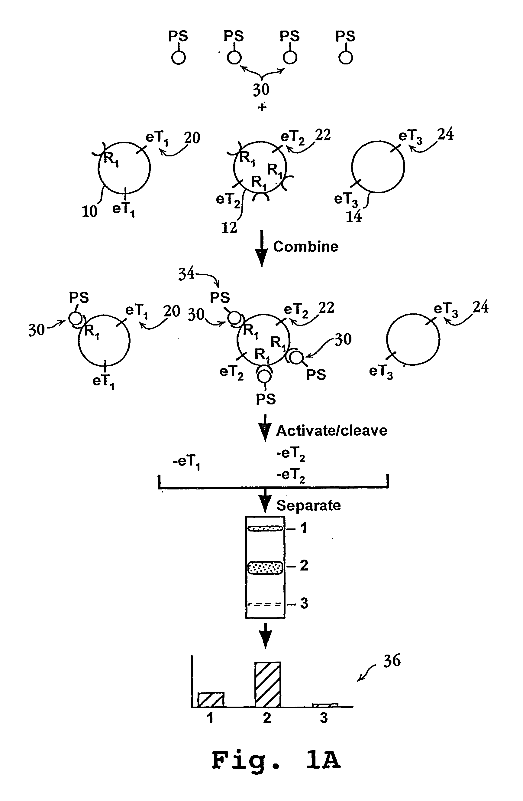 Methods and compositions for screening cell binding molecules