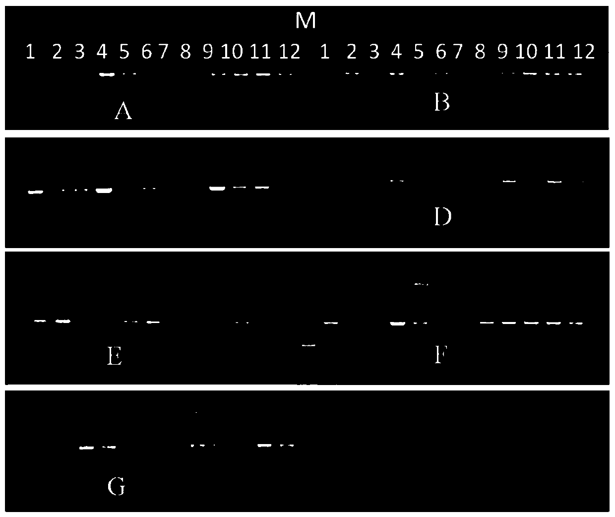 Method for amplifying mitochondrial gene total sequences of fish in Yangtze River based on degenerate primer combination and application thereof