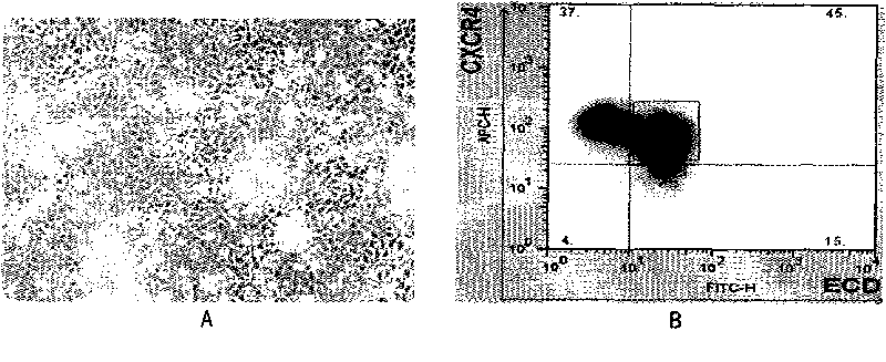 Method for preparing and separating stereotyped endoderm cells by using monolayer culture technology