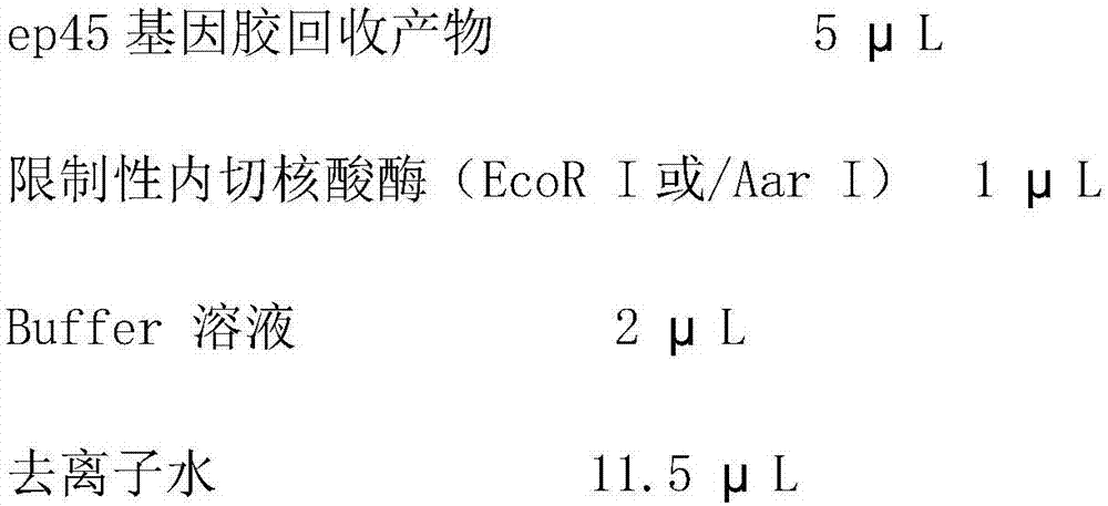 Universal primer and nucleotide sequence of three types of humanized tapeworm ep45 genes as well as identification method of three types of humanized tapeworm