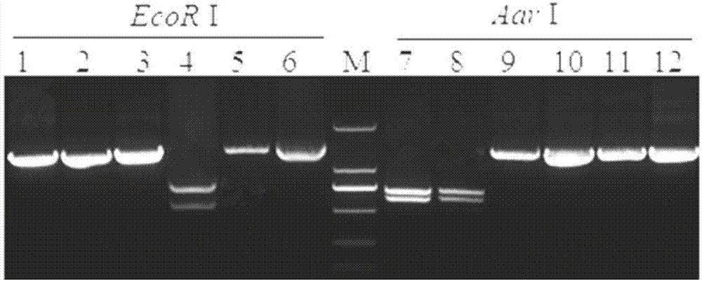 Universal primer and nucleotide sequence of three types of humanized tapeworm ep45 genes as well as identification method of three types of humanized tapeworm