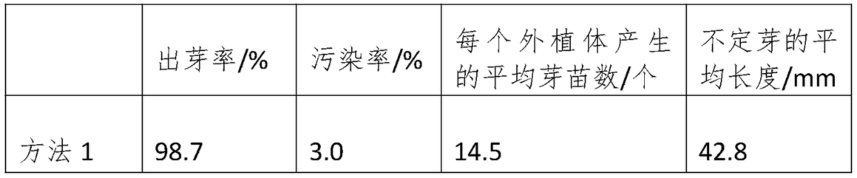 Adventitious bud induction method of macadimia nut