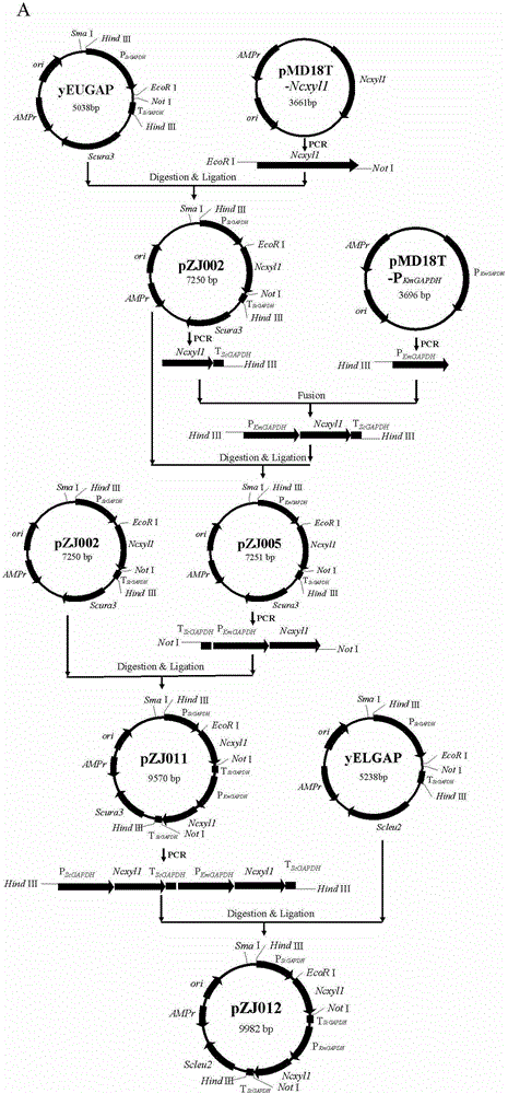 Construction and application of high-temperature high-yield xylitol engineering strains