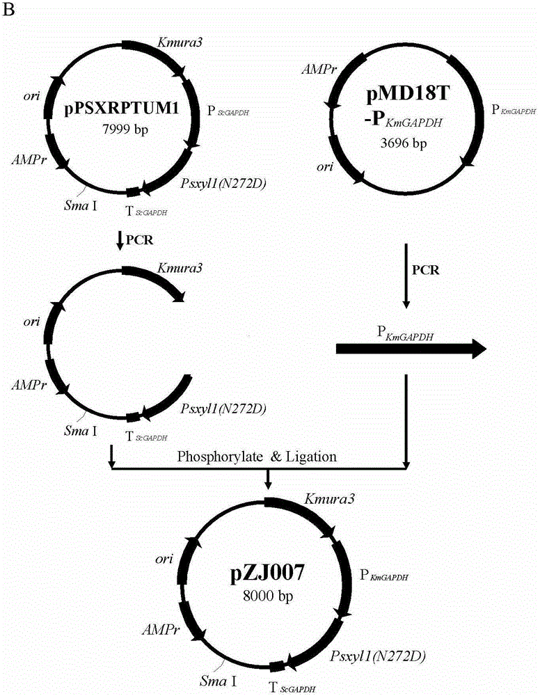 Construction and application of high-temperature high-yield xylitol engineering strains