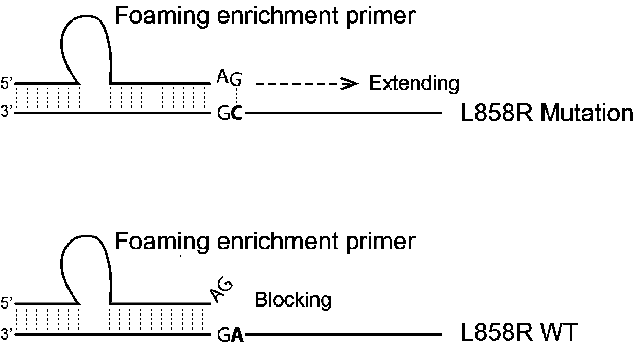 EGFR/L858R mutation hypersensitivity detection kit