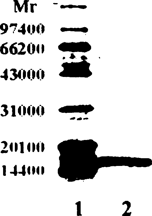 Method of detecting dust mite allergen