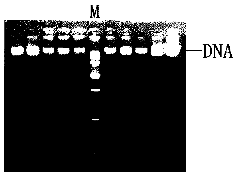 Cultivating method of laying hen with low egg yolk cholesterol content