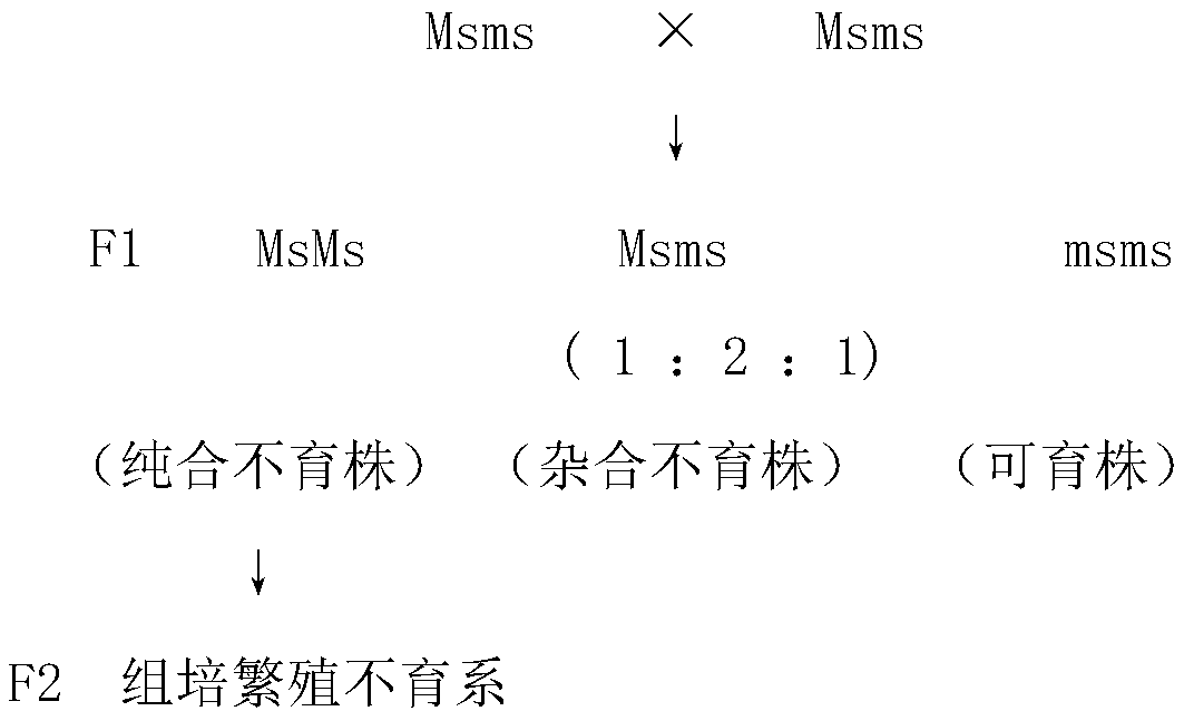 A kind of cabbage seed production method