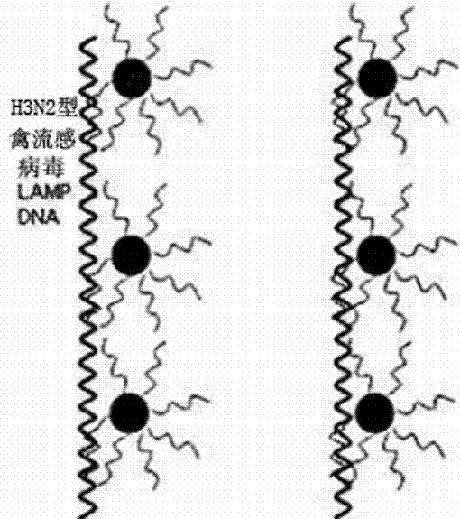 Kit for detecting H3N2 avian influenza virus