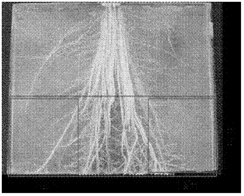 Method for measuring configuration and morphology of rice seedling root