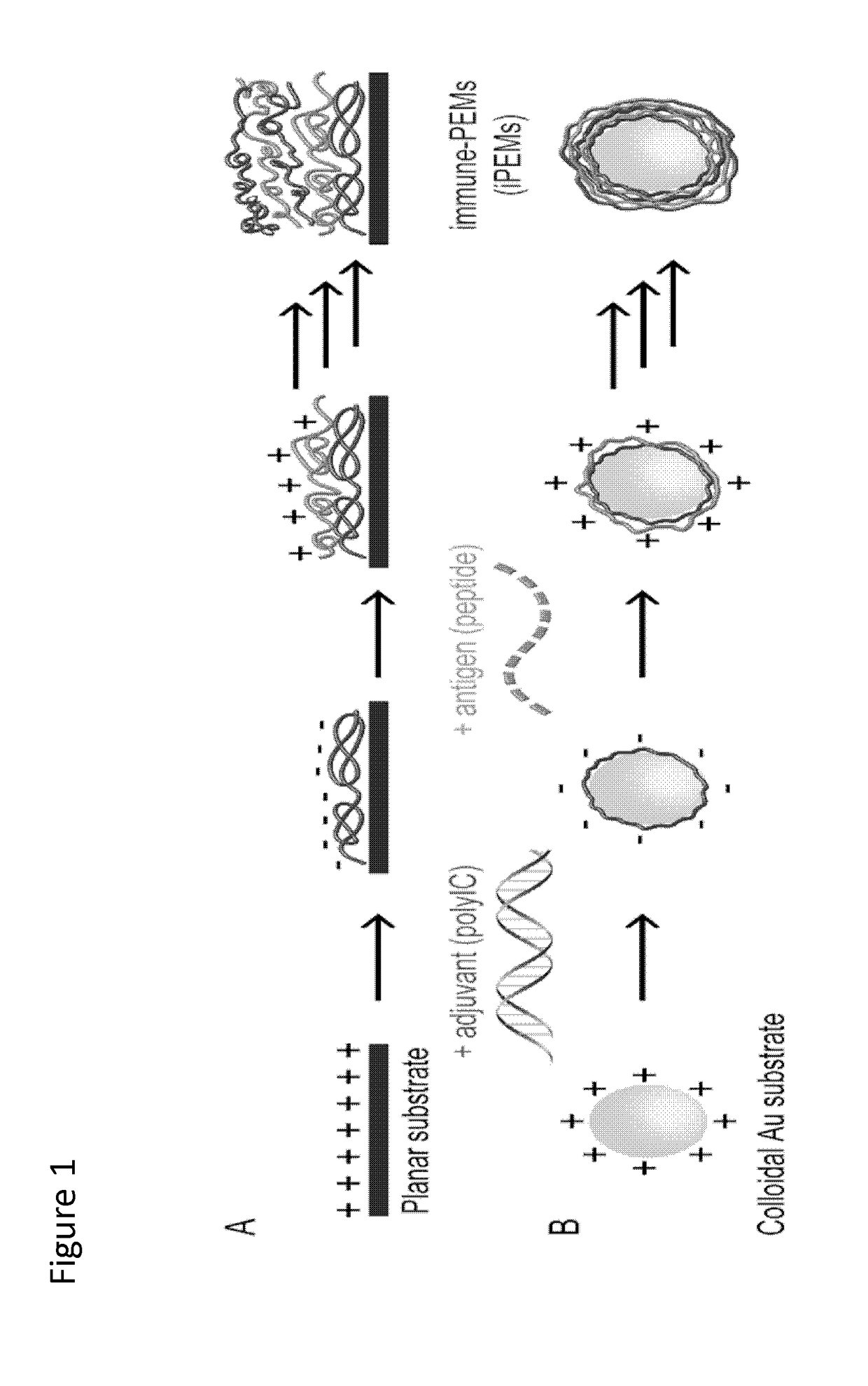 Polyelectrolyte multilayers assembled from immune signal compounds