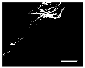 High-simulation tissue engineering nerve repair material