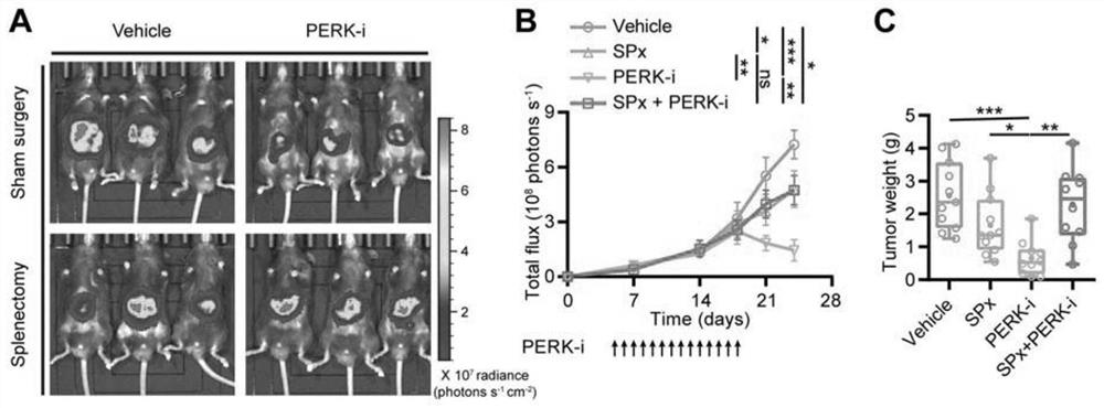 Application of perk inhibitor in the preparation of synergist of liver cancer medicine