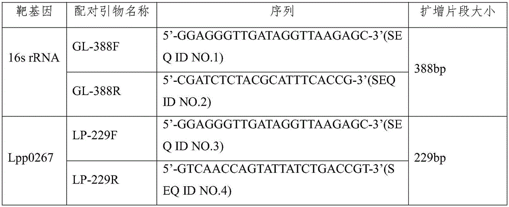 Rapid detection kit and method for legionella pneumophila ST1 strain