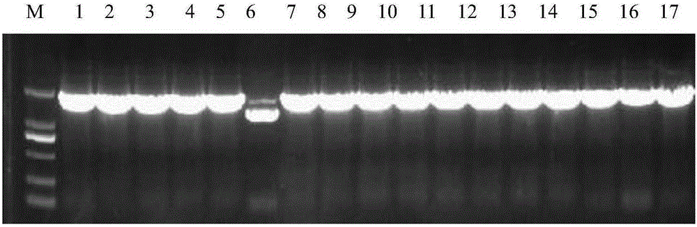 Soybean mosaic virus resistant gene GmNN1 and application of functional markers of soybean mosaic virus resistant gene GmNN1