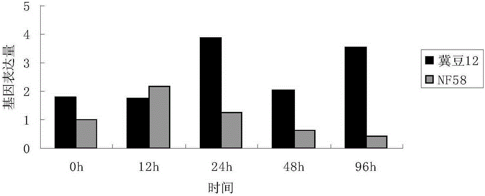 Soybean mosaic virus resistant gene GmNN1 and application of functional markers of soybean mosaic virus resistant gene GmNN1