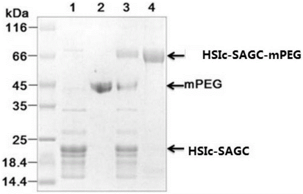 Protein with chemical modified groups and preparation method thereof