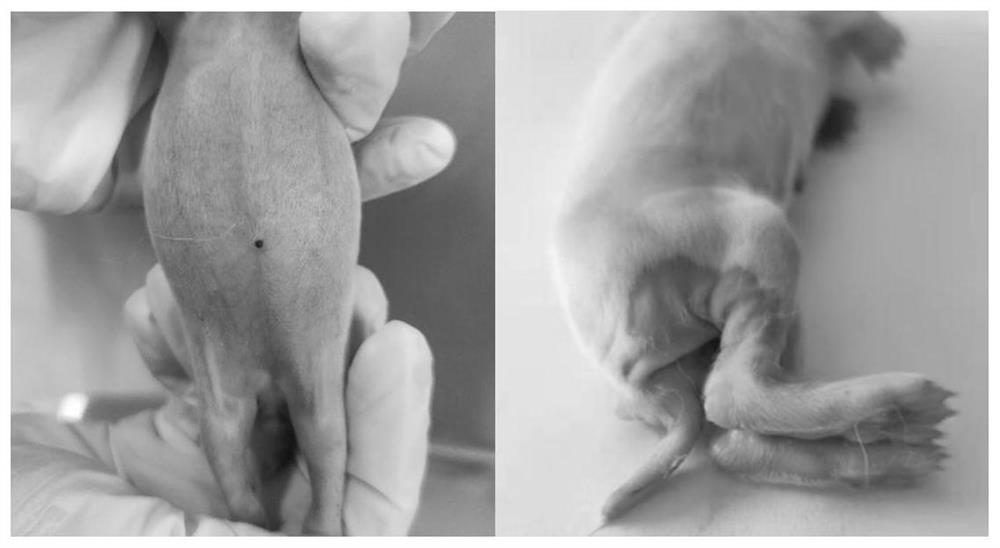 Construction method of model of diarrhea of young rabbits infected by vibrio parahaemolyticus