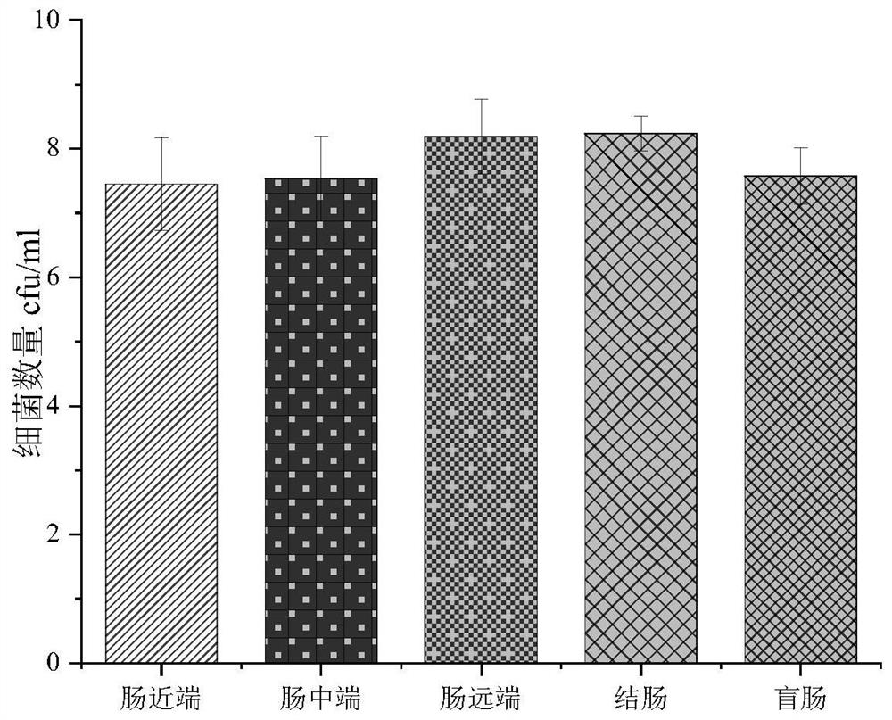 Construction method of model of diarrhea of young rabbits infected by vibrio parahaemolyticus