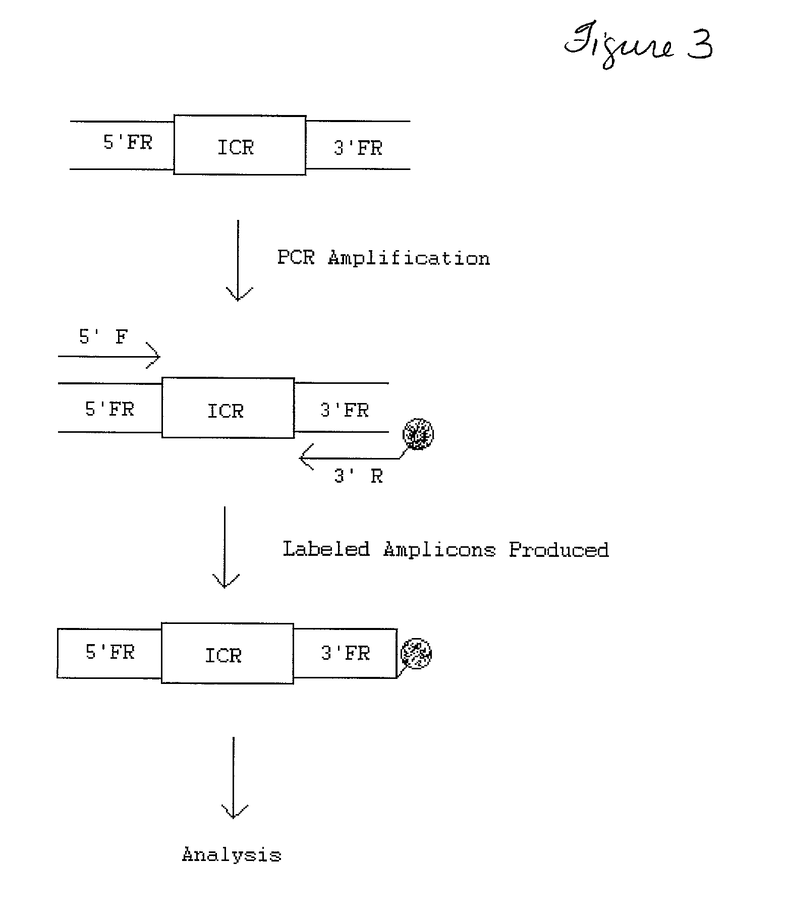 Transgenic identification markers