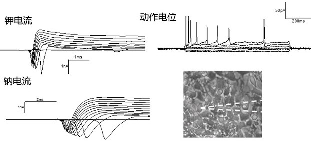 Neural organoid and preparation method thereof