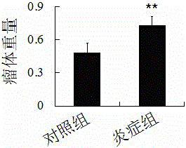 Method for establishing colorectal cancer animal model with inflammation basis