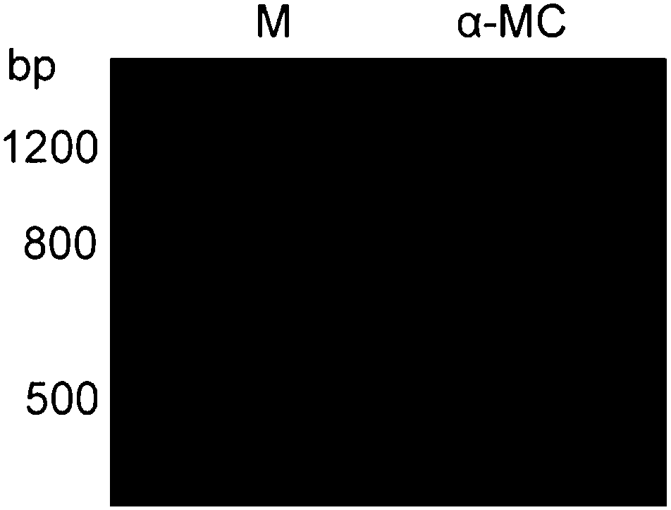 Gene engineering bacterium capable of performing high-efficiency expression on Alpha-elaterin-protein and construction method and application thereof