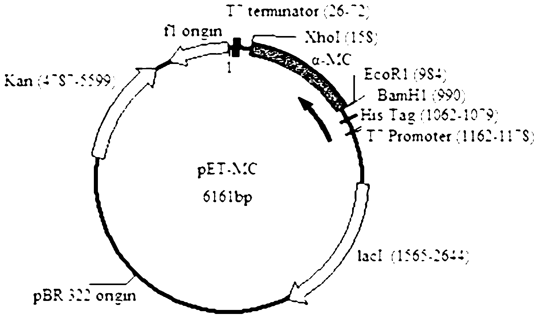 Gene engineering bacterium capable of performing high-efficiency expression on Alpha-elaterin-protein and construction method and application thereof