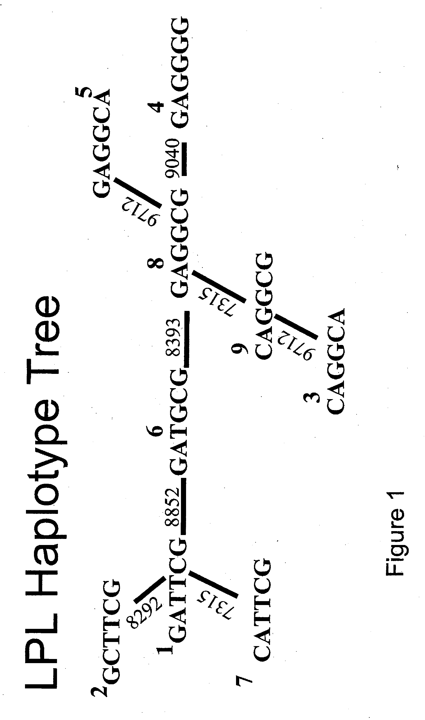 Method of haplotype-based genetic analysis for determining risk for developing insulin resistance, coronary artery disease and other phenotypes