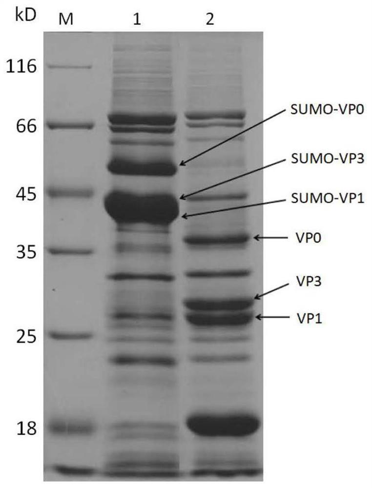 A-type foot-and-mouth disease subunit vaccine as well as preparation method and application thereof