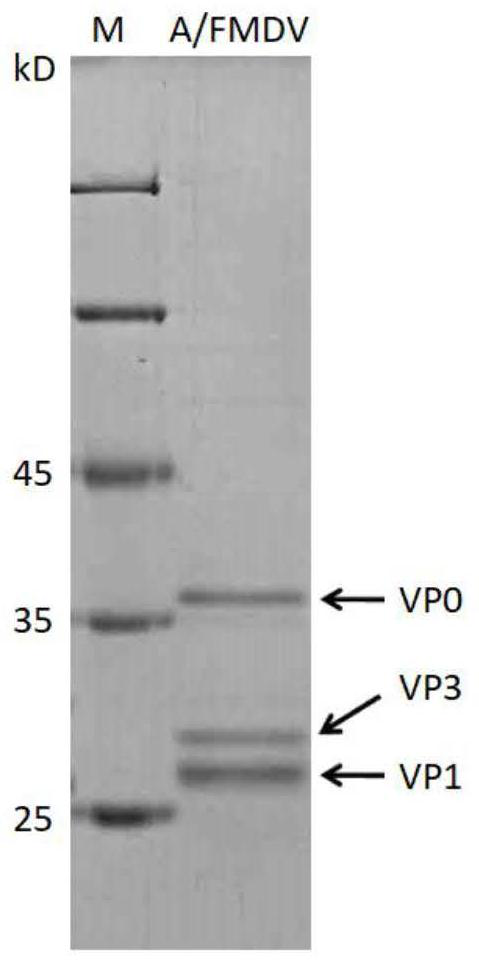 A-type foot-and-mouth disease subunit vaccine as well as preparation method and application thereof