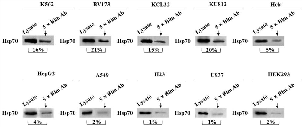 2-cyano phenalenone compound and application thereof in treatment of leukemia