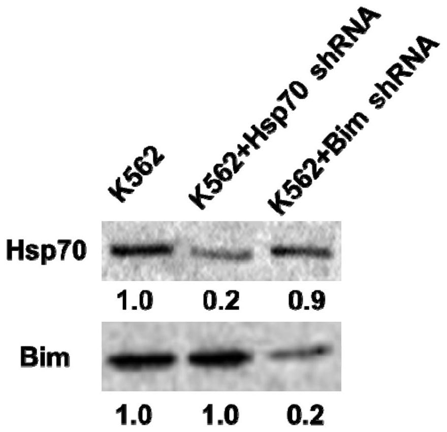 2-cyano phenalenone compound and application thereof in treatment of leukemia