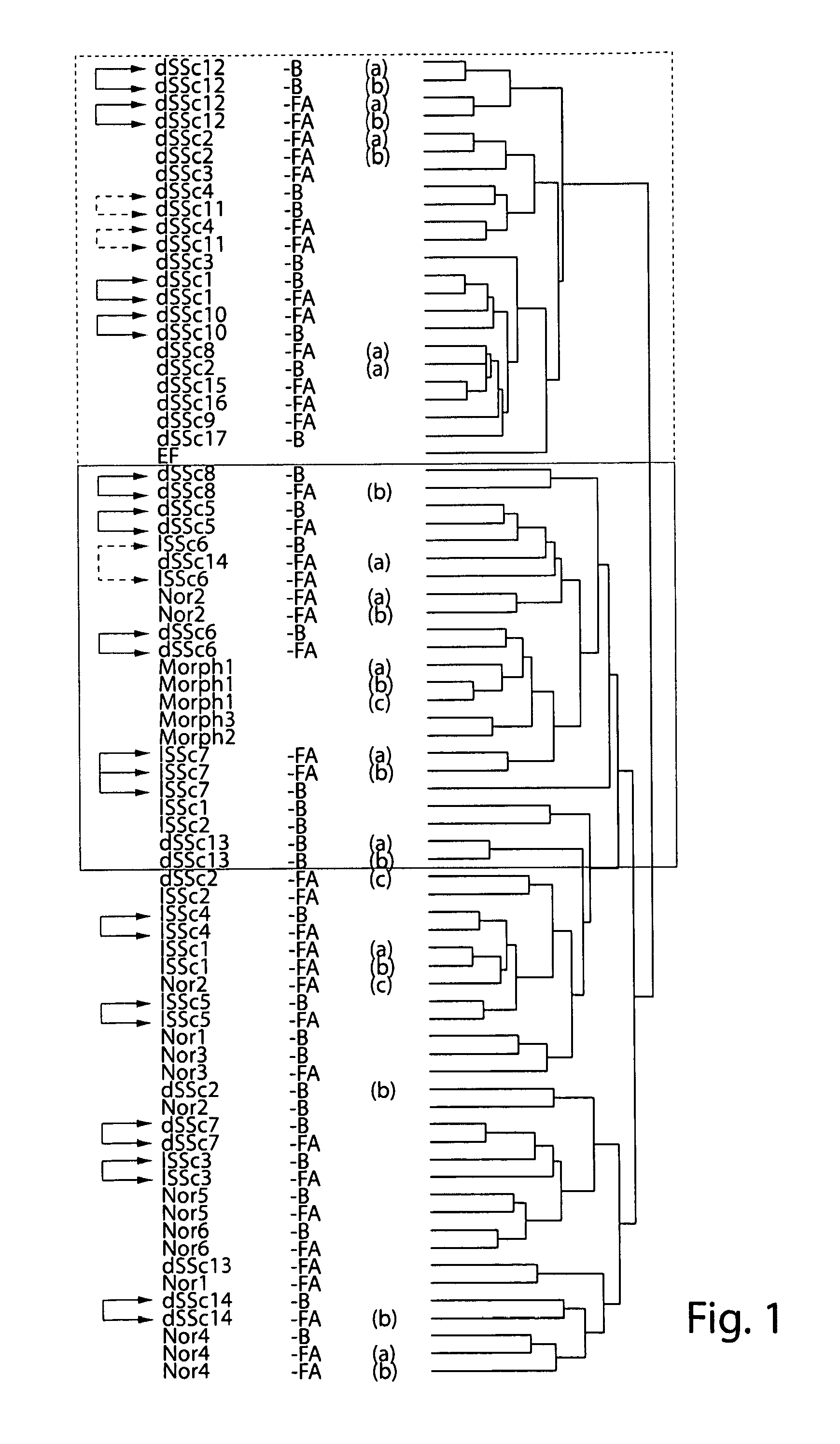 Molecular signatures for diagnosing scleroderma