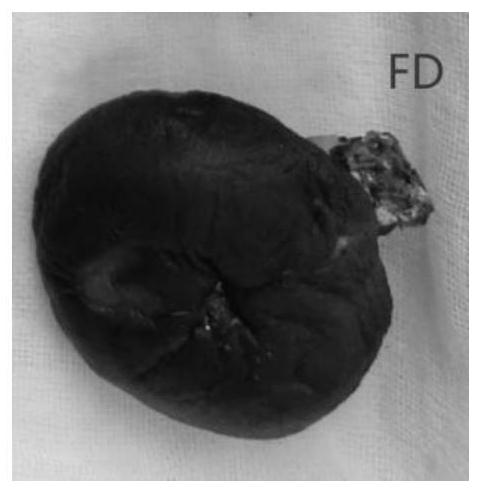 Processing method for improving rehydration characteristics and reconstitution quality of dried shiitake mushrooms