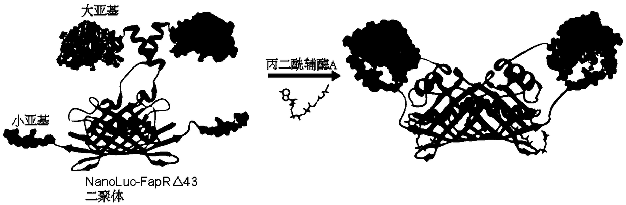 Molecular probe for detecting malonyl coenzyme A