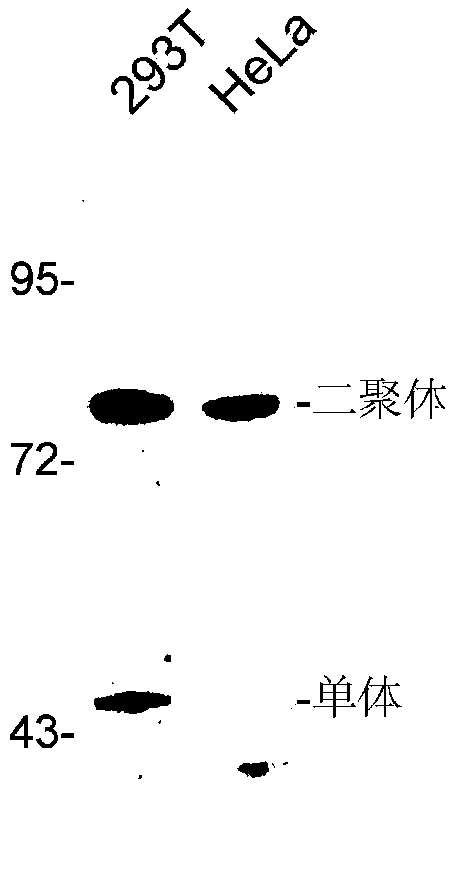 Molecular probe for detecting malonyl coenzyme A