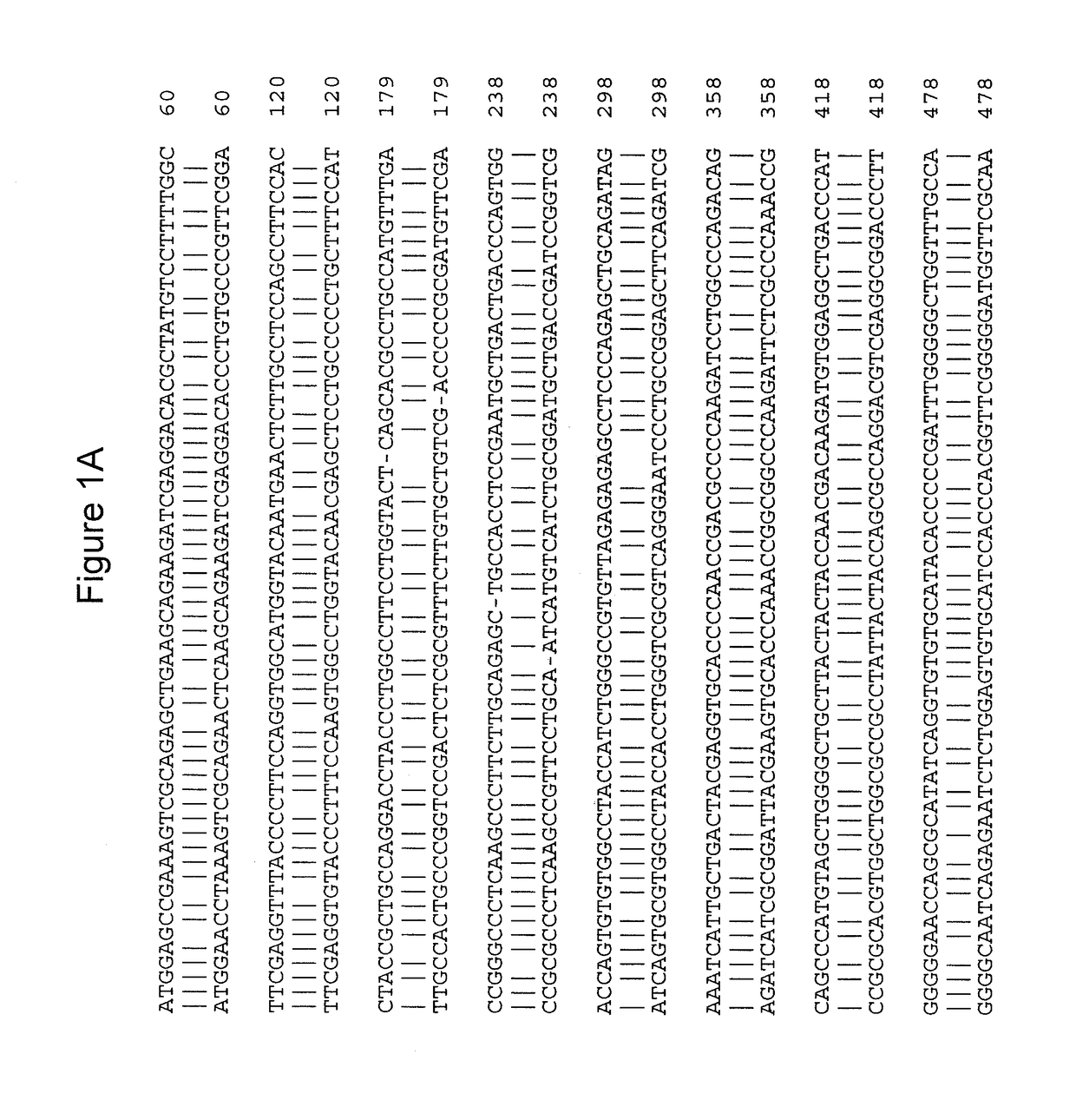 Gene therapy for combined methylmalonic acidemia/aciduria and hyperhomocysteinemia/homocystinuria, cobalamin c type, and deficiency of mmachc