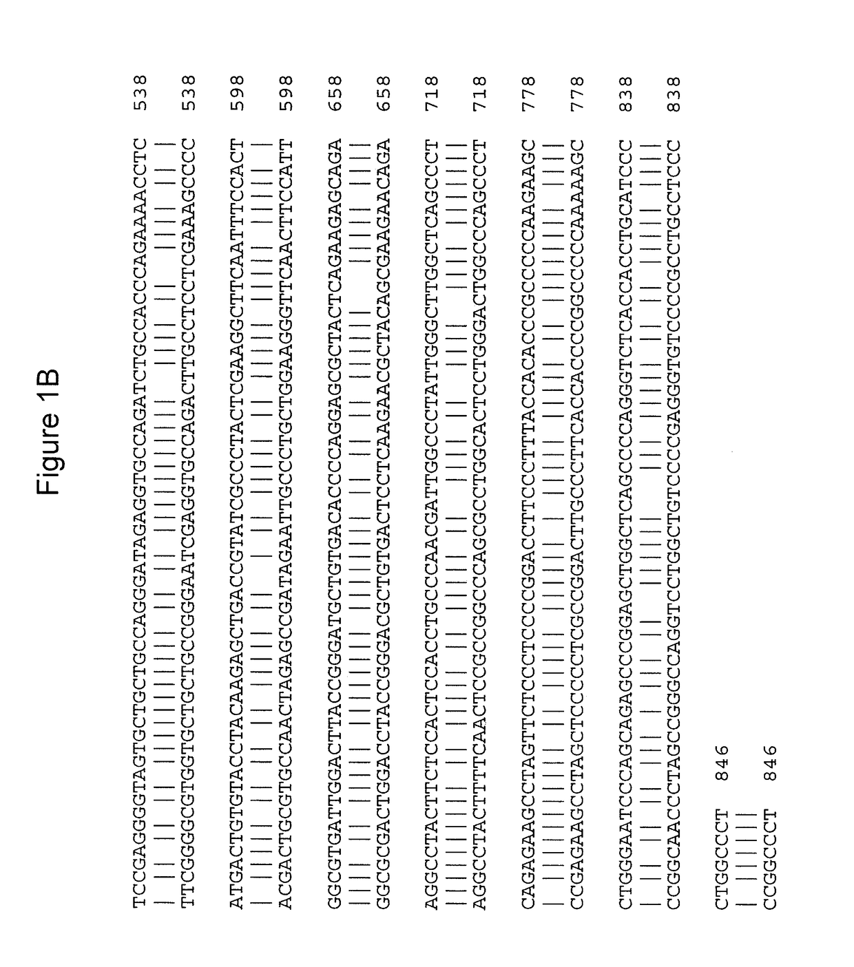 Gene therapy for combined methylmalonic acidemia/aciduria and hyperhomocysteinemia/homocystinuria, cobalamin c type, and deficiency of mmachc